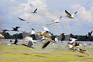 Pelicans and cormorans taking off in the Danube Delta, Romania