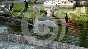 Pelicans and cormorants in the aviary of the zoo