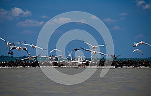 Pelicans and cormorants in the mouth of the Danube, where the river flows into the Black Sea against a blue sky with white clouds