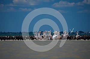 Pelicans and cormorants in the mouth of the Danube, where the river flows into the Black Sea against a blue sky with white clouds