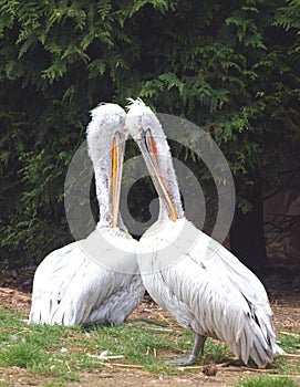 Pelicans couple - Pelecanus onocrotalus photo