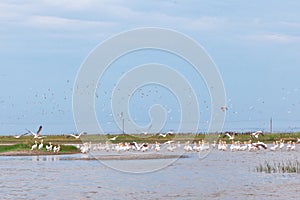 Pelicans of the Danube Delta
