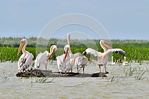 Pelicans in The Danube Delta