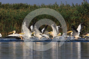 Pelicans