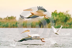 Pelicans in the Danube Delta flying