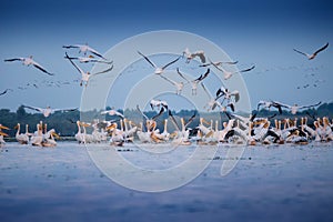 Pelicans from Danube Delta