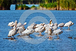 Pelicans in Danube Delta, Romania