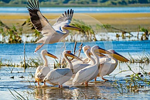 Pelicans in the Danube Delta, Romania. A common sight for the to