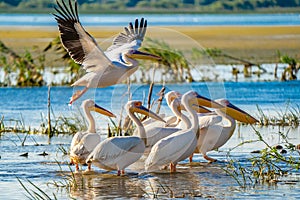 Pelicans in the Danube Delta, Romania. A common sight for the to photo