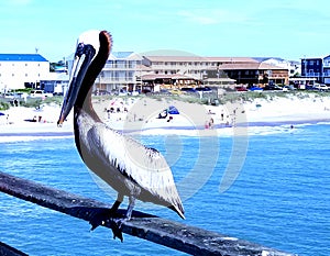 A Pelicans Day