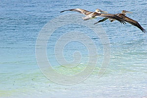 Pelicans Departing