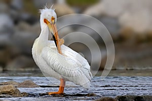 A Pelicans with a develop bump in breeding season.The lump forms on top of the bird`s beak