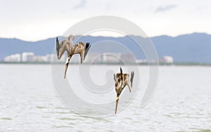 Pelicans Diving