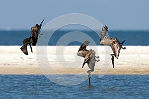 Pelicans diving for fish