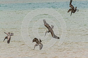 Pelicans Diving Hunting