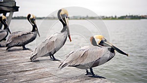 Pelicans on a dock