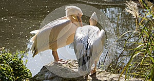 Pelicans at the edge of a pond