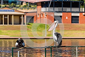 Pelicans in Elder Park in Adelaide CBD