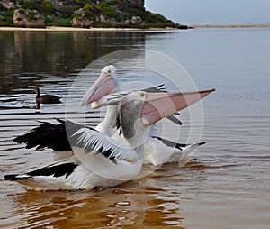 Pelicans Elongated Beaks in Opposition