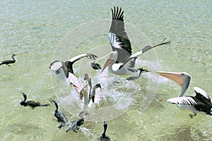 Pelicans feeding in the water