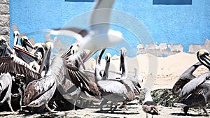 Pelicans Fighting for Food