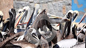 Pelicans Fighting for Food