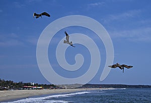 Pelicans fishing on beach of Puerto Escondido