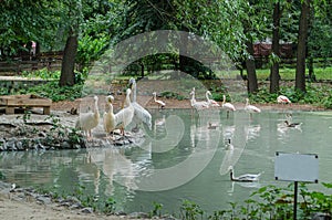 Pelicans and flamingos at the pond with nameplate