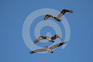 Pelicans in flight.