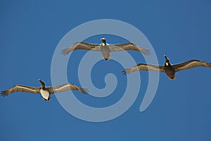   pelicans in flight 