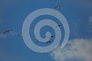 pelicans in flight 