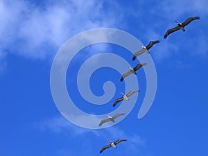 Pelicans in flight photo