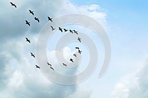 Pelicans in flight