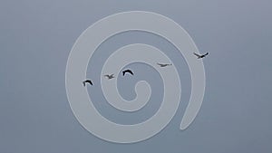 Pelicans In Flight Over Ocean With Overcast Sky