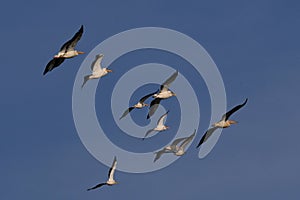 Pelicans in Flight, Rann of Katchh, India