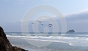 Pelicans Fly Across the Shoreline