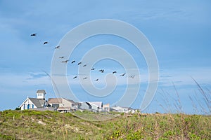 Pelicans fly along the dunes