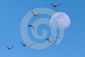 Pelicans Fly in Formation