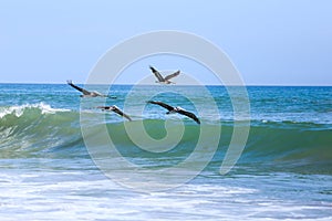 Pelicans fly in formation