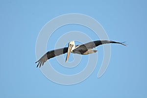 Pelicans fly for many miles in search for small bait-fish