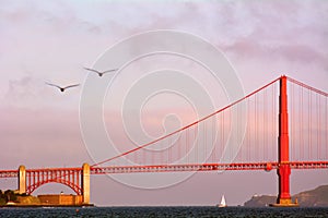 Pelicans fly over the Golden Gate Bridge in San Francisco, CA