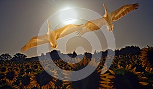Pelicans fly over a sunflower field in front of the morning sun
