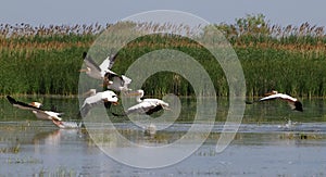 Pelicans flying