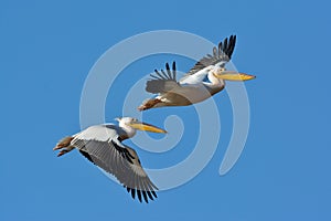 Pelicans flying against the blue sky photo