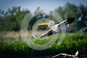 Pelicans flying in the Danube Delta Biosphere Reserve in Romania.