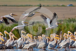 Pellicani volare danubio 