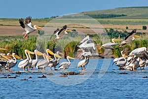 Pelicans flying in Danube Delta, Romania photo