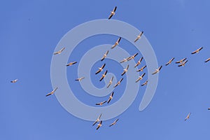 Pelicans flying in Danube Delta , Romania wildlife bird watching