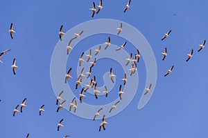 Pelicans flying in Danube Delta , Romania wildlife bird watching