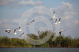 Pelicans flying in delta landscape